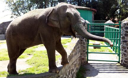 Elefanta mata de un trompazo a su cuidador mientras limpiaba su recinto en España