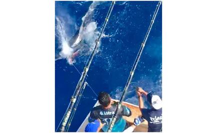 Denuncian a hijo de empresario por cazar tiburón tigre en Veracruz