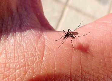 Los daños del 'Aedes aegypti'