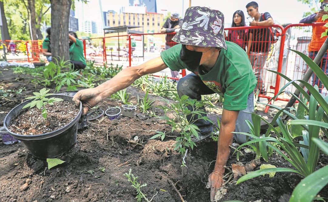 El Senado busca legislación completa sobre el cannabis, que responda al contexto actual y frene los problemas que genera. Foto: Archivo/EL UNIVERSAL.