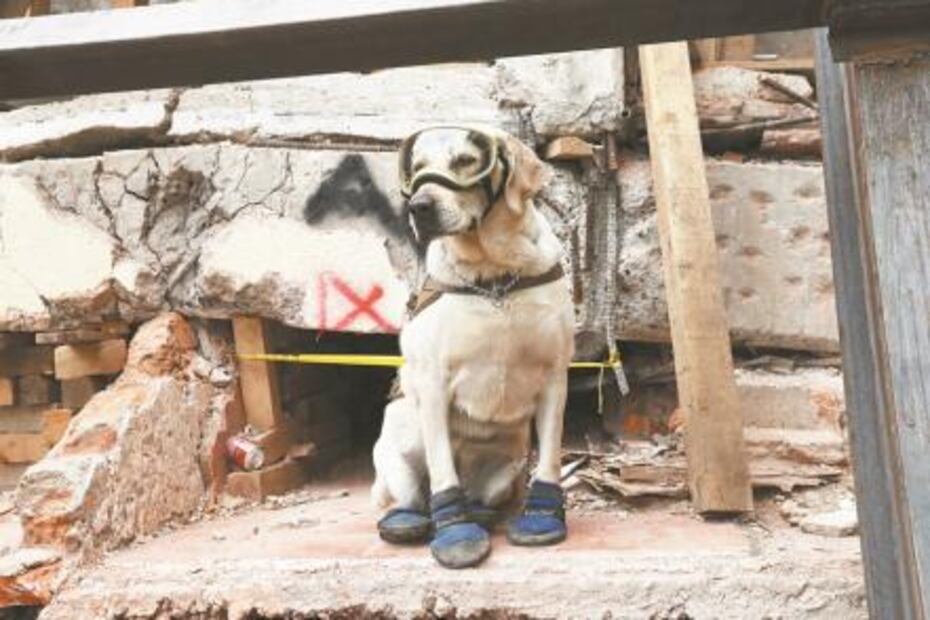 La Marina rescata a Frida de ser registrada ante el IMPI