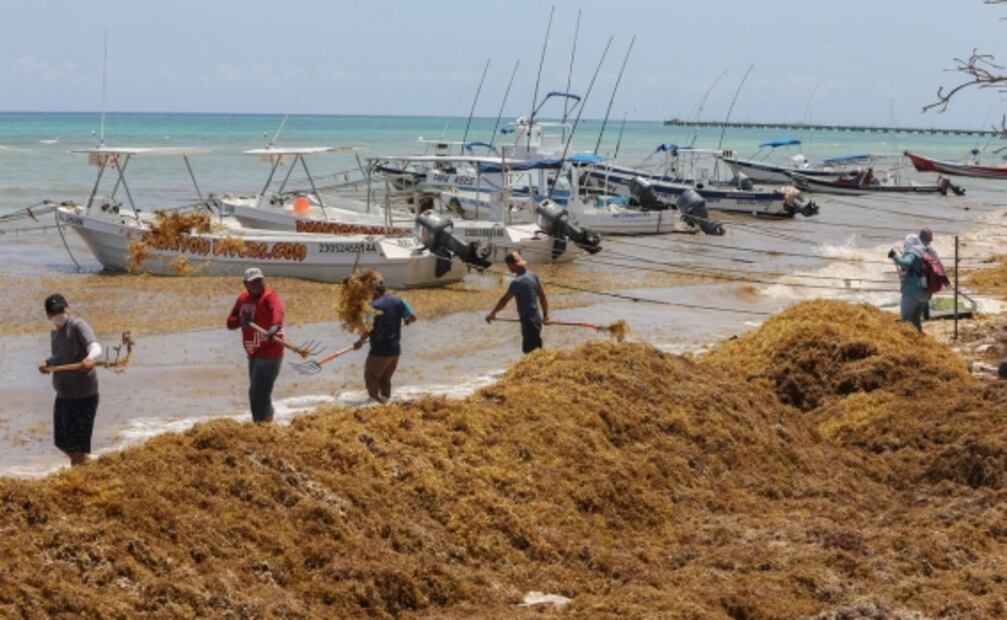 Comienza arribo masivo de sargazo en el Caribe mexicano; prevén que volumen sea mayor a 2018