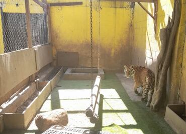 Rescatan a tigresa en Monterrey durante cateo contra narcomenudeo