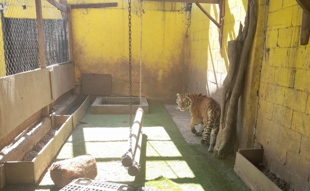 Una tigresa en Monterrey fue rescatada durante un cateo contra el narco. Foto: Especial