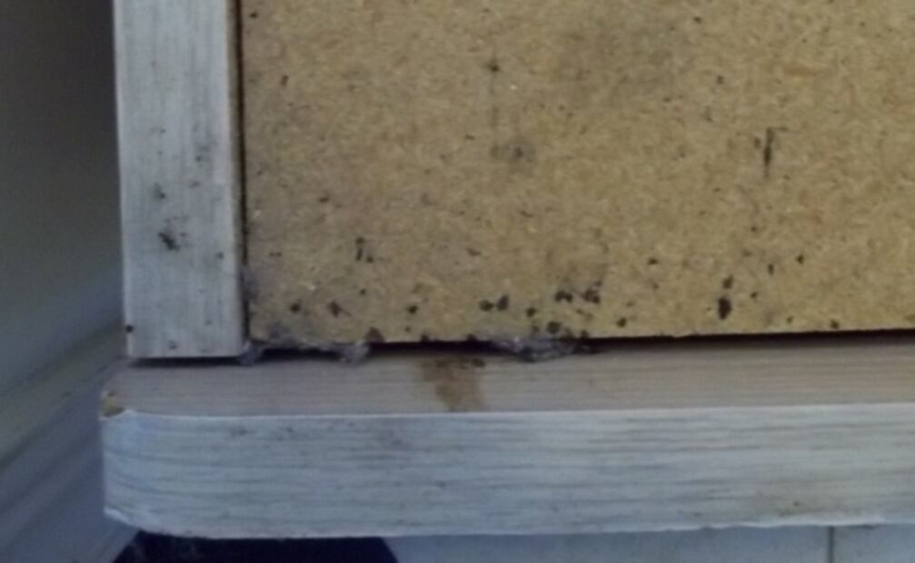 Cómo saber si la cama de tu hotel tiene chinches