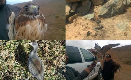 Ocho ejemplares de vida silvestre fueron rehabilitados y reintegrados en BC por Profepa