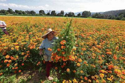 Se preparan para venta masiva de cempasúchil