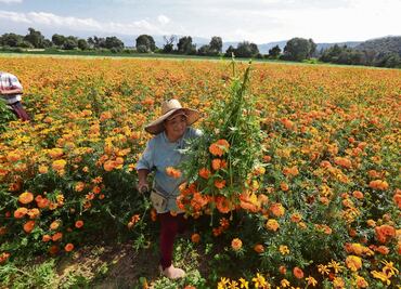 Se preparan para venta masiva de cempasúchil