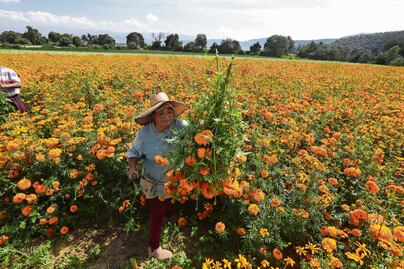 Se preparan para venta masiva de cempasúchil