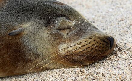 Académica estudia cáncer en lobos marinos en Querétaro