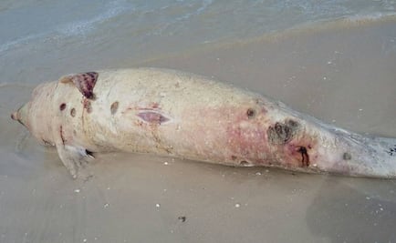 Analizan causas de la muerte de cachalote varado en Yucatán