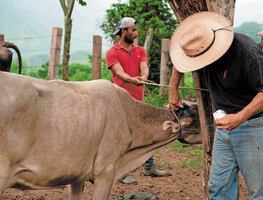 Productores de carne piden liberar moscas estériles para combatir gusano barrenador; buscan evitar nuevas restricciones de EU