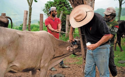 Urgen ganaderos a cerrar la frontera sur