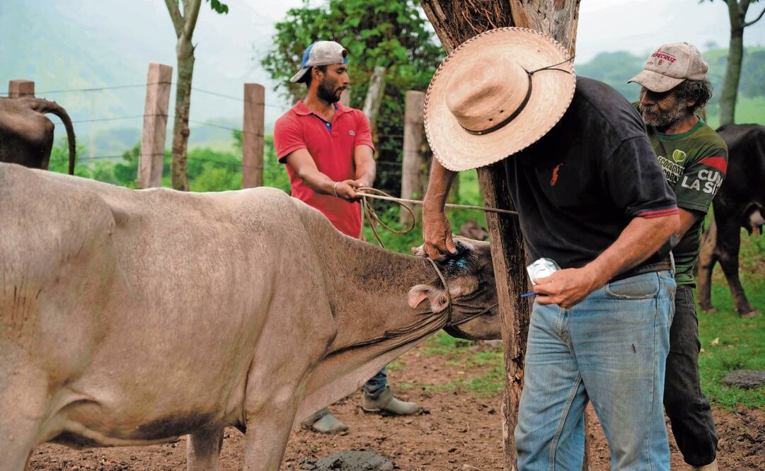Ganaderos exigen al gobierno aplicar medidas para salvaguardar a los estados donde no hay plaga del gusano barrenador. Foto: Isabel Mateos. Archivo CUARTOSCURO