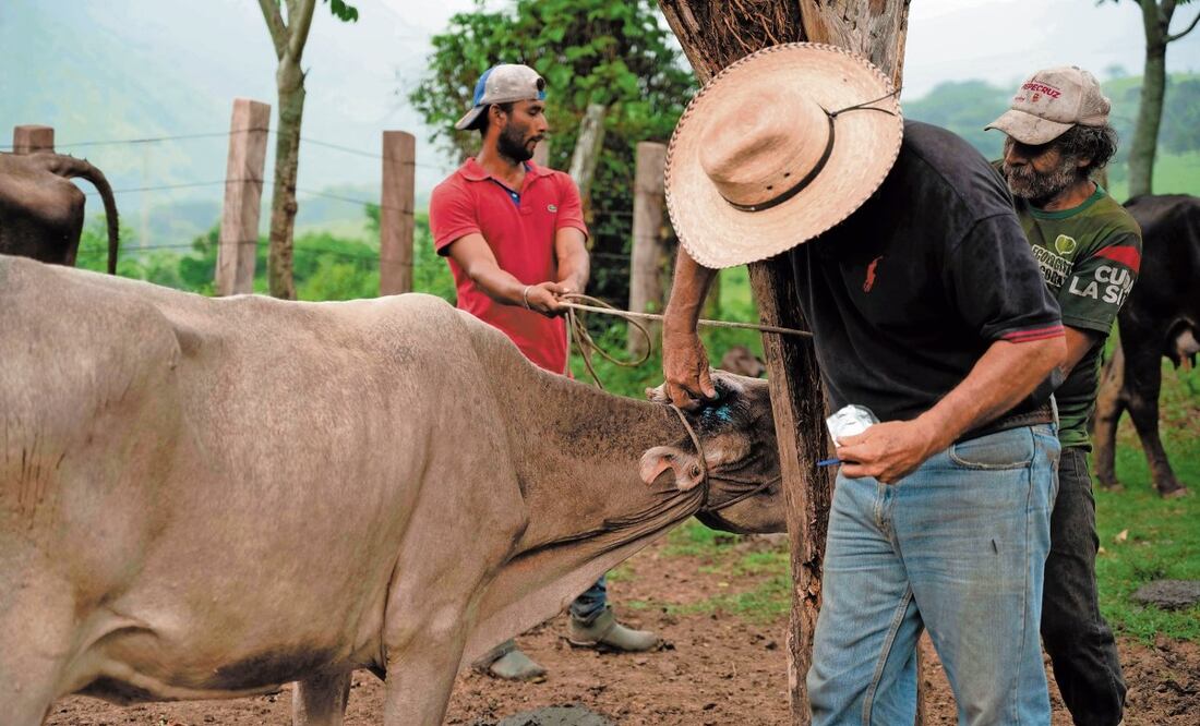 Ganaderos exigen al gobierno aplicar medidas para salvaguardar a los estados donde no hay plaga del gusano barrenador. Foto: Isabel Mateos/ Archivo CUARTOSCURO