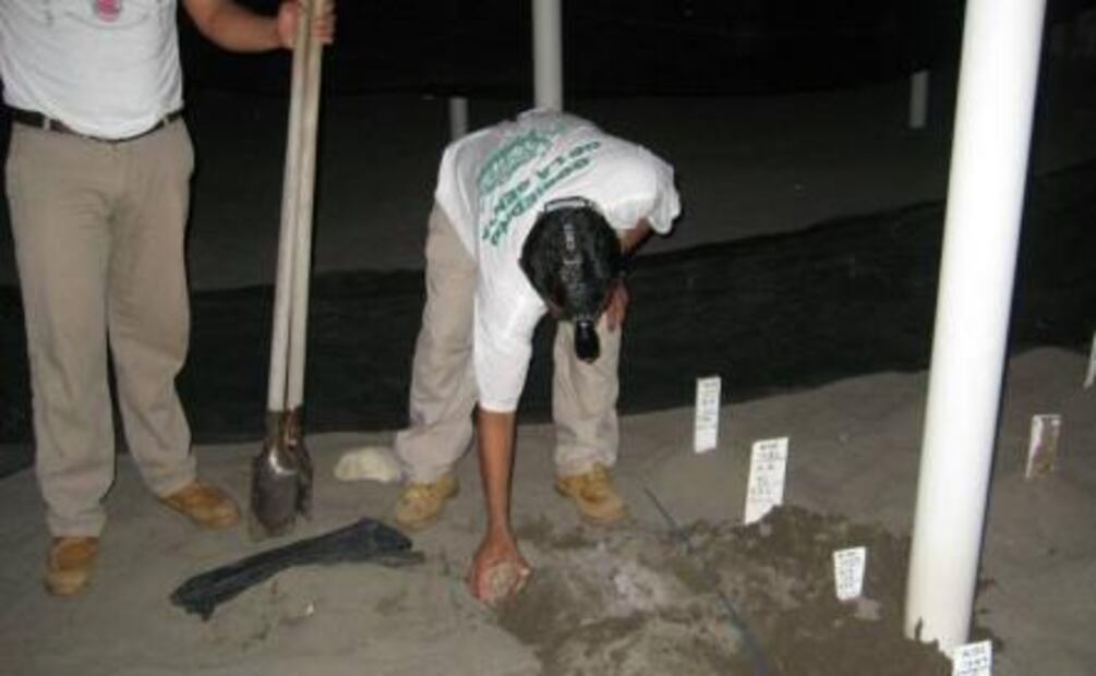 Reubican mil 790 huevos de tortuga golfina en Chiapas