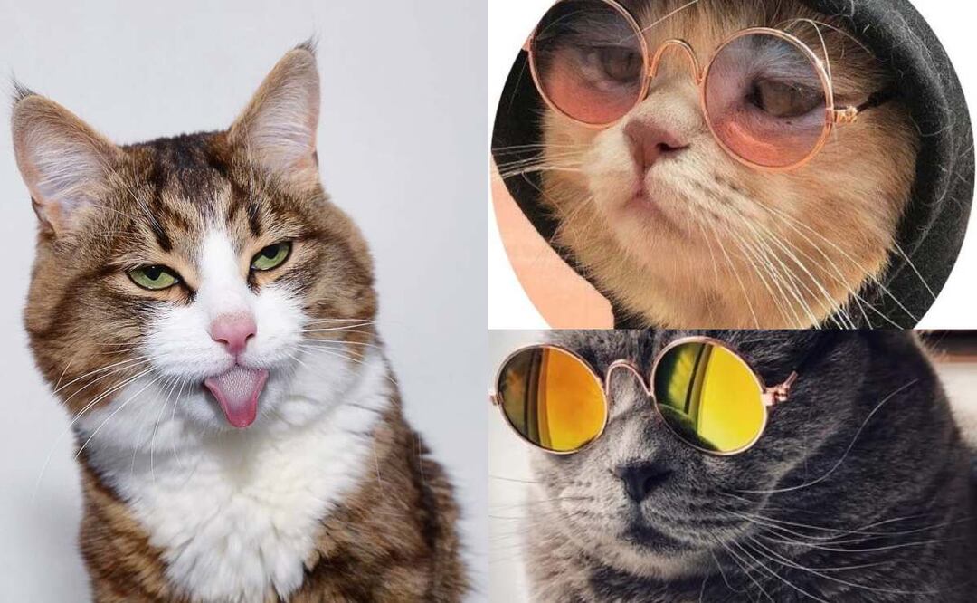 Los mejores stickers de gatos para WhatsApp