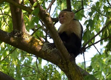 Repartirán folletos a vecinos por si ven a mono capuchino