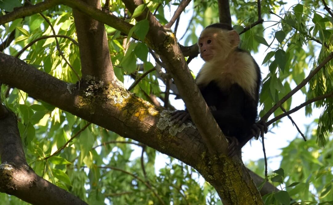 (Foto: CUARTOSCURO.COM)