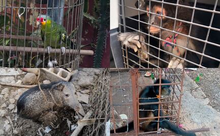 Profepa rescata a 138 animales tras operativo en el sureste del país; mono araña, reptiles, tortugas y un venado, entre las especies