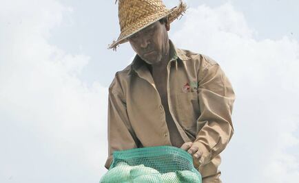 Inseguridad causa aumento del precio de la cebolla