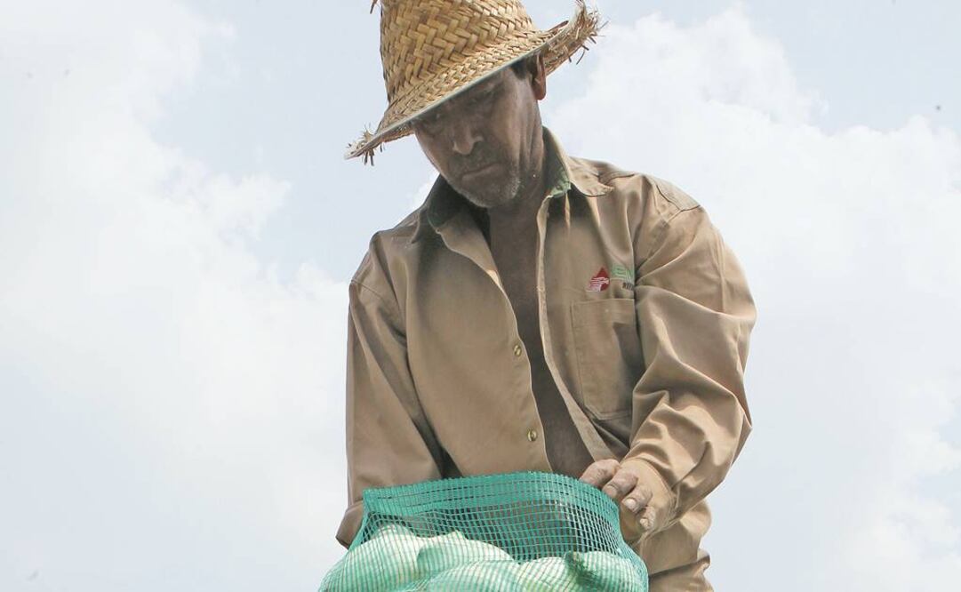 Incremento. El Estado de México fue la entidad en donde la cebolla alcanzó el mayor aumento a nivel nacional (ARCHIVO EL UNIVERSAL)