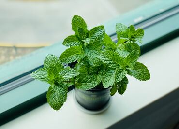 Los beneficios y riesgos de la menta