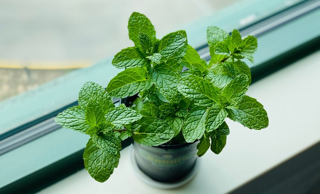 La menta es una planta usada desde la antigüedad por sus diversas propiedades / Foto: Unsplash