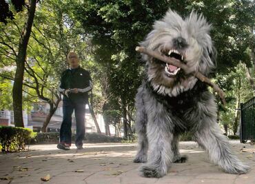 Usaron veneno letal contra perros, afirma Javier Hidalgo