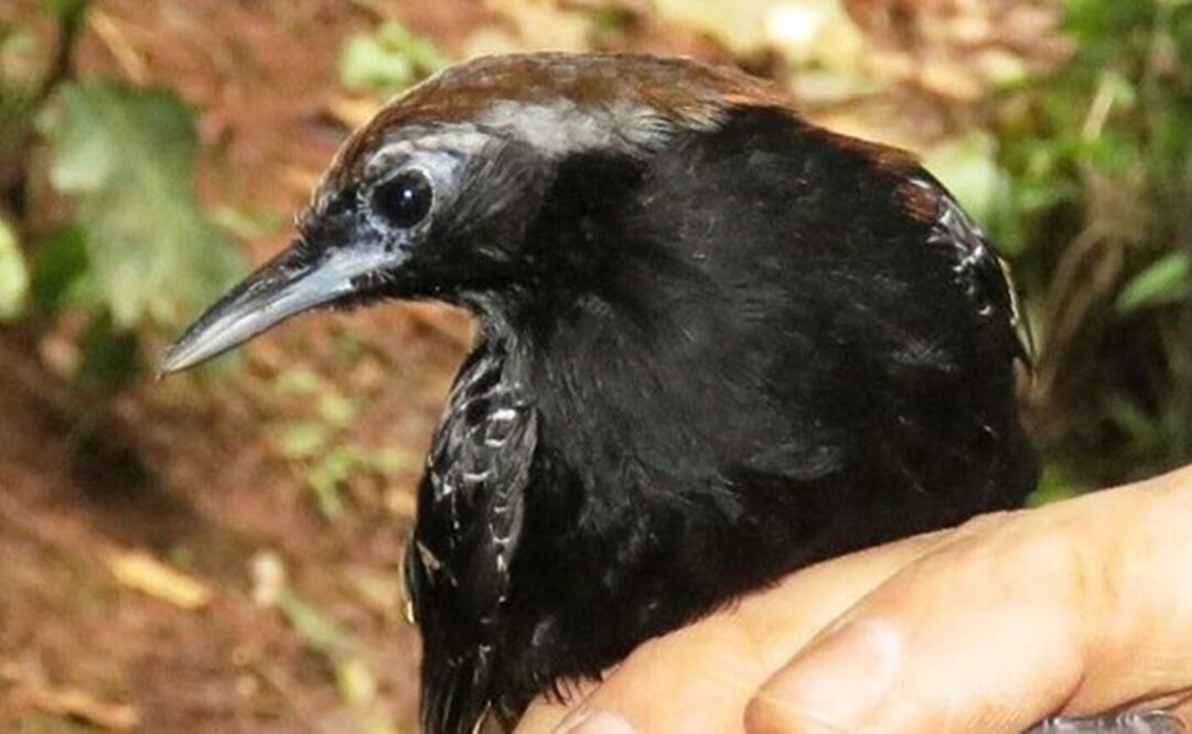 Esta ave se encontró en la "zona de amortiguamiento" del parque nacional Cordillera Azul, que se encuentra en la selvática región de San Martín. (Foto: Sernanp)