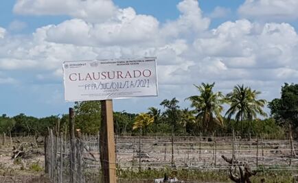 Clausuran segundo asentamiento irregular en una zona de manglar en Yucatán