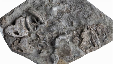 Hallan el fósil de un pez de cuatro patas 