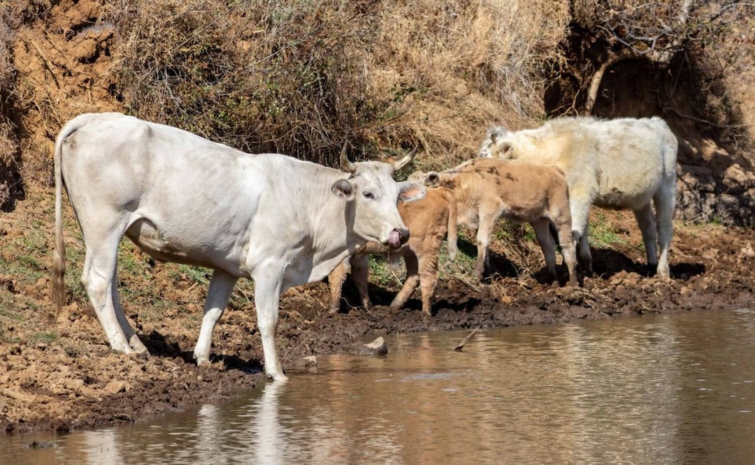 La Secretaría de Desarrollo Agropecuario (Sedagro) inició acciones preventivas, de vigilancia y control para combatir el gusano barrenador de ganado. | Foto: Especial.