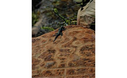 Investigadoras registran 16 sitios con petroglifos de 3 mil años de antigüedad