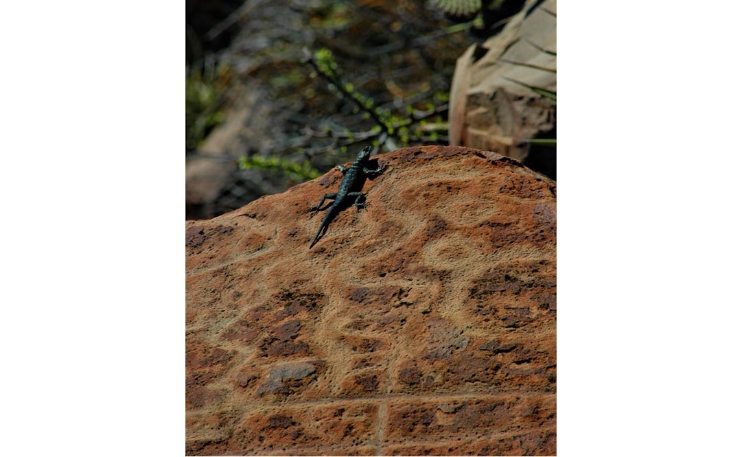 Foto: EFE/INAH/Mauricio Murat