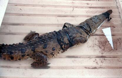 Capturan a caimán de más de un metro en Sonora