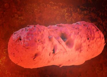 La bacteria "Salmonella" estaría implicada en colapso del imperio azteca