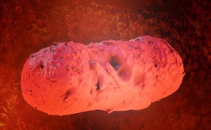 La bacteria "Salmonella" estaría implicada en colapso del imperio azteca