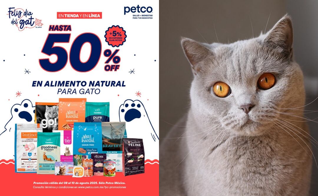 Petco regalará cajas por el Día del Gato, consulta cómo aplica la promoción aquí. Foto: Petco / Pixabay