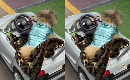 Perrito llega a kermés en su auto y se vuelve viral