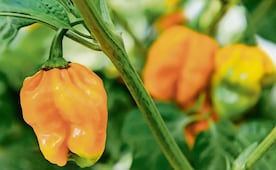 Desarrollan antibiótico a partir de chile habanero; muestra eficacia contra bacteria resistente