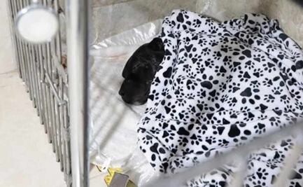 Cae sujeto que agredió a machetazos a "Negrito", perrito pitbull herido en Cuautitlán Izcalli