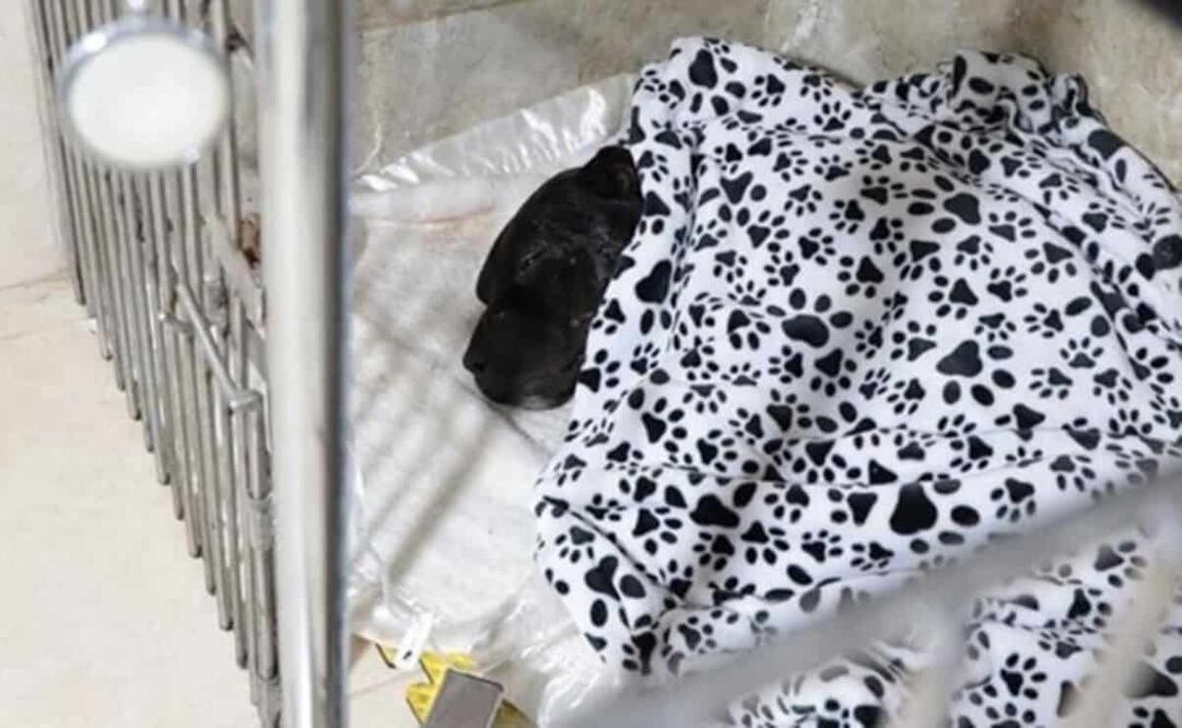 “Negrito” fue atendido por médicos veterinarios y se encontraba en recuperación. Foto: Especial