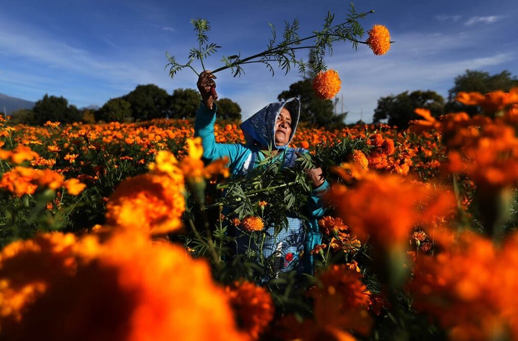 Una mujer recolecta flor de cempasúchil. Foto: Archivo/EL UNIVERSAL