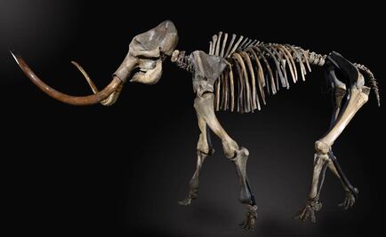 Arqueólogos encuentran cráneo de mamut en Oklahoma