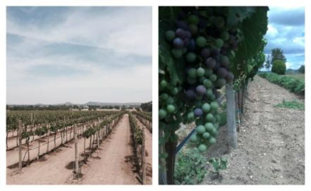 Descubre el vino del Bajío mexicano