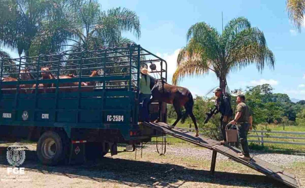 Rescate de caballos en Veracruz por maltrato animal. Foto: Especial