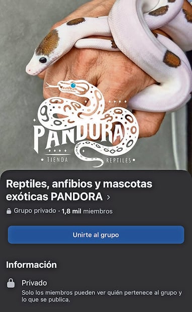 El primer paso para combatir el tráfico de animales es bajar las cuentas de internet, dijo la titular de Profepa. Fotos: Especial