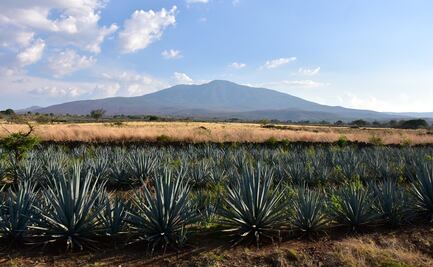 Cumplimos con normas de sanidad, afirma distribuidor de Rancho Escondido