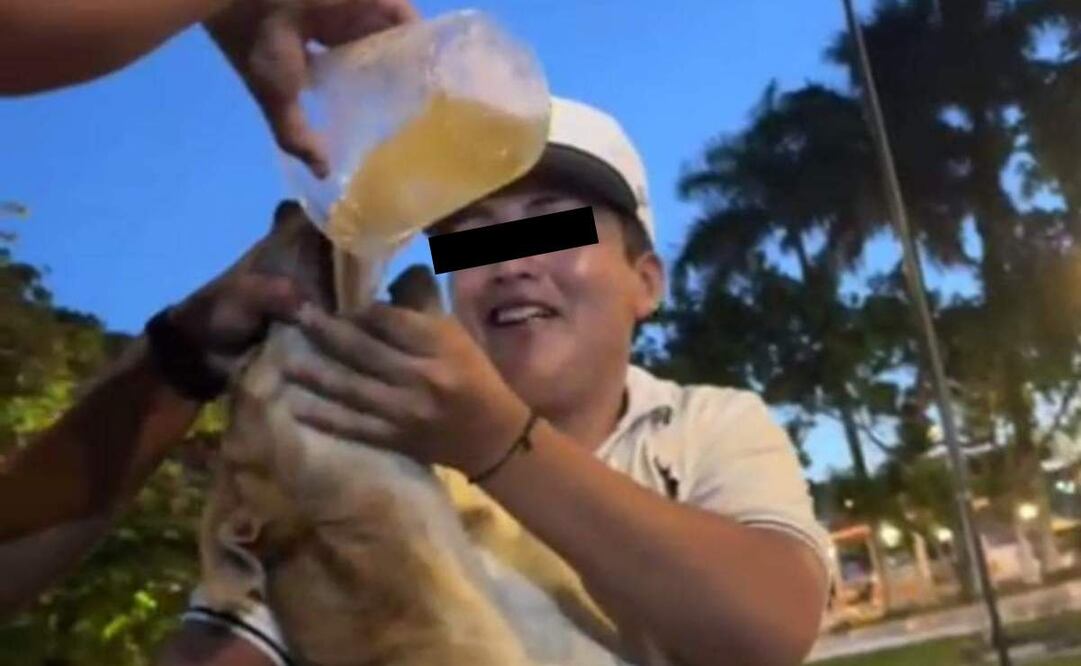 Dos sujetos emborracharon a un perrito en el municipio de Dzidzantún, Yucatán.  Foto: Especial